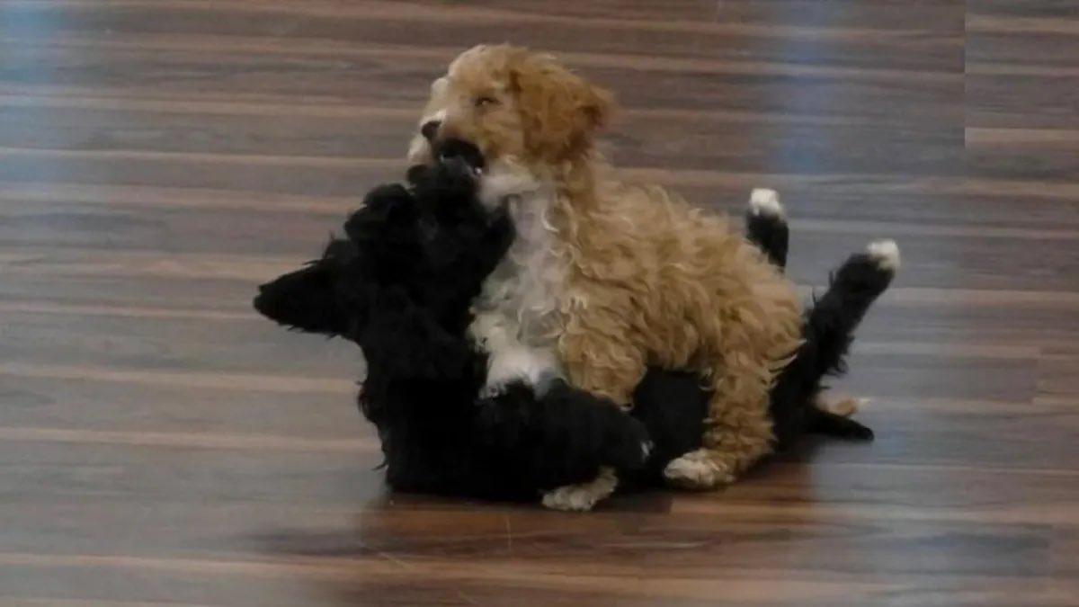 La pelea más fuerte de la edición anterior #GranHermano