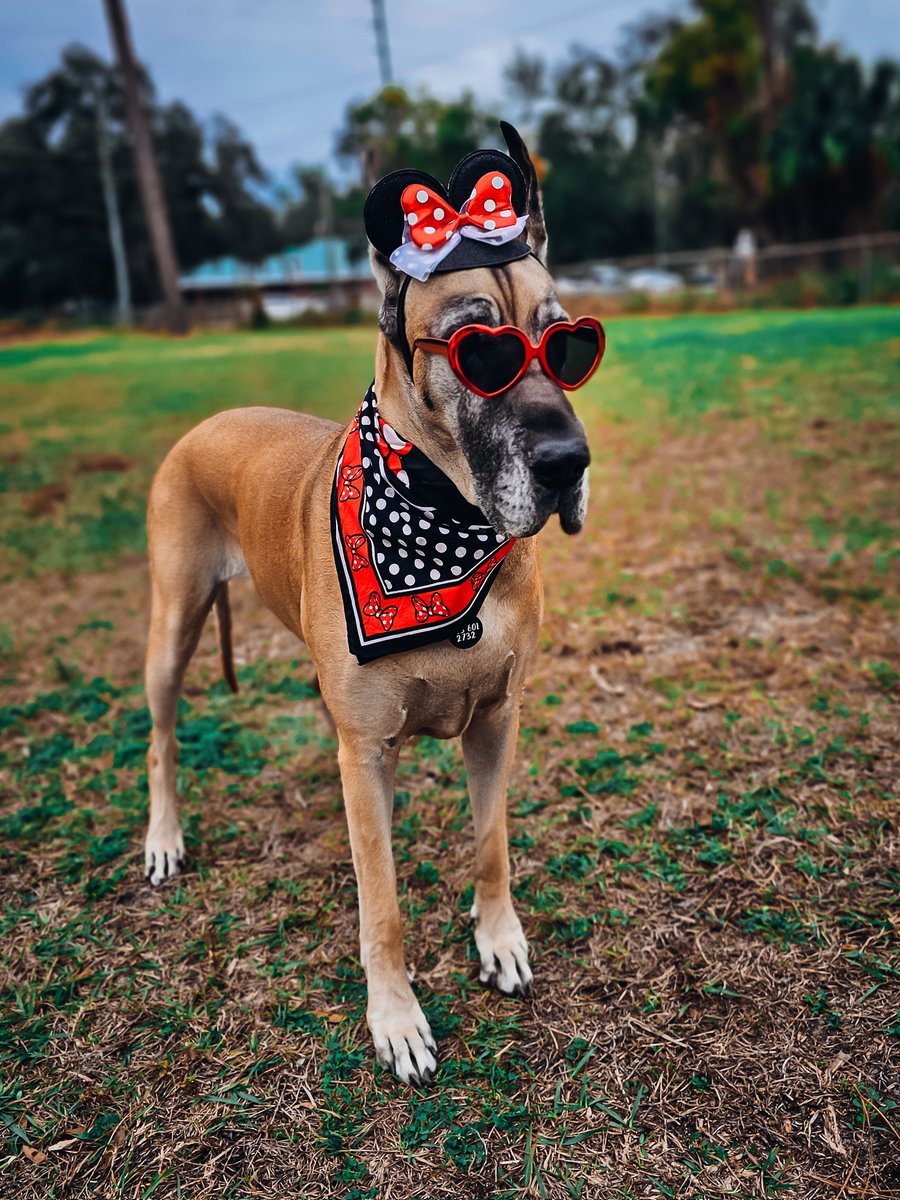 FergusGreatDane's tweet photo. the last pic. It's got style, it's got class... no, it doesn't. 🙈😆😂 Gunther's pics look like a night #cowtipping .🐮🐄😂 Ripley, on the other hand, brings plenty of style.🎀♥️🤍🖤🎀
#cowtippinganyone #cowtippingisreal #dressupyourpetday #minniemouse #minniestyle #minnie https://t.co/bk75ohvkJv