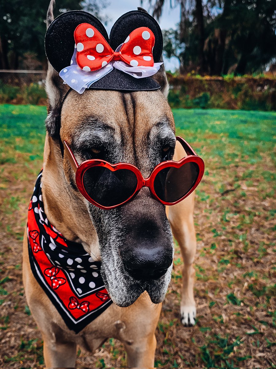 FergusGreatDane's tweet photo. the last pic. It's got style, it's got class... no, it doesn't. 🙈😆😂 Gunther's pics look like a night #cowtipping .🐮🐄😂 Ripley, on the other hand, brings plenty of style.🎀♥️🤍🖤🎀
#cowtippinganyone #cowtippingisreal #dressupyourpetday #minniemouse #minniestyle #minnie https://t.co/bk75ohvkJv