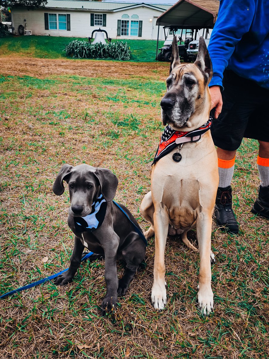 FergusGreatDane's tweet photo. the last pic. It's got style, it's got class... no, it doesn't. 🙈😆😂 Gunther's pics look like a night #cowtipping .🐮🐄😂 Ripley, on the other hand, brings plenty of style.🎀♥️🤍🖤🎀
#cowtippinganyone #cowtippingisreal #dressupyourpetday #minniemouse #minniestyle #minnie https://t.co/bk75ohvkJv