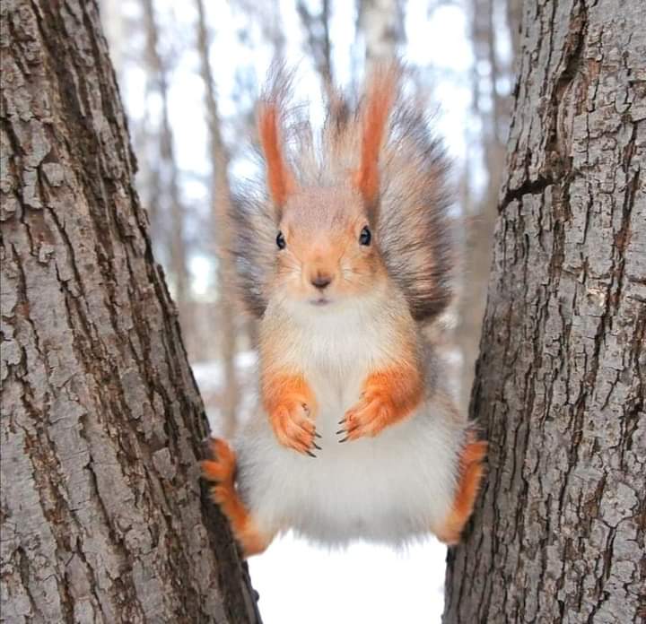 So beautiful squirrel ❤️🐿️

Perfect shoot 📷🐿️

#bestphotochallenge
#BestPhotographyChallengeio
#picturechallenge
#photo
#challenge
#photographychallenge
#mickeygaurav
#picture
#picoftheday
#photographer
#photoshoot
#photochallenge
#PhotoEditingChallenge
#challengechallengemake
