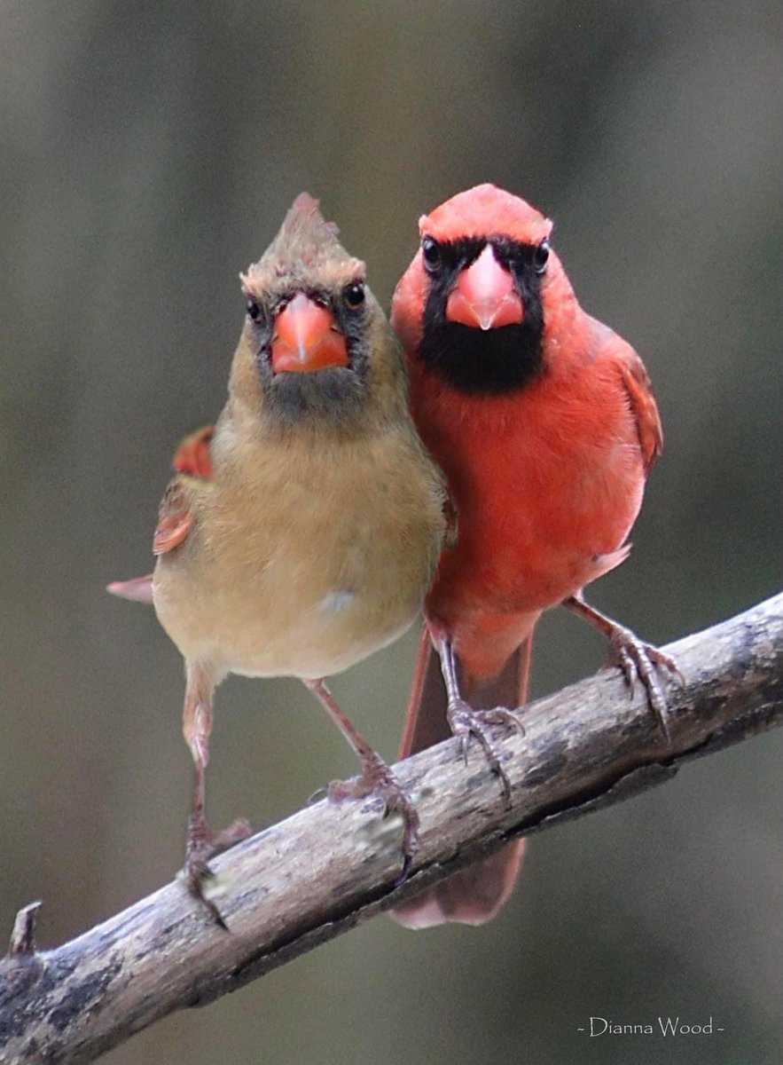 The best thing to hold onto in life is each other. ~ Audrey Hepburn #wildlifephotography #Cardinals