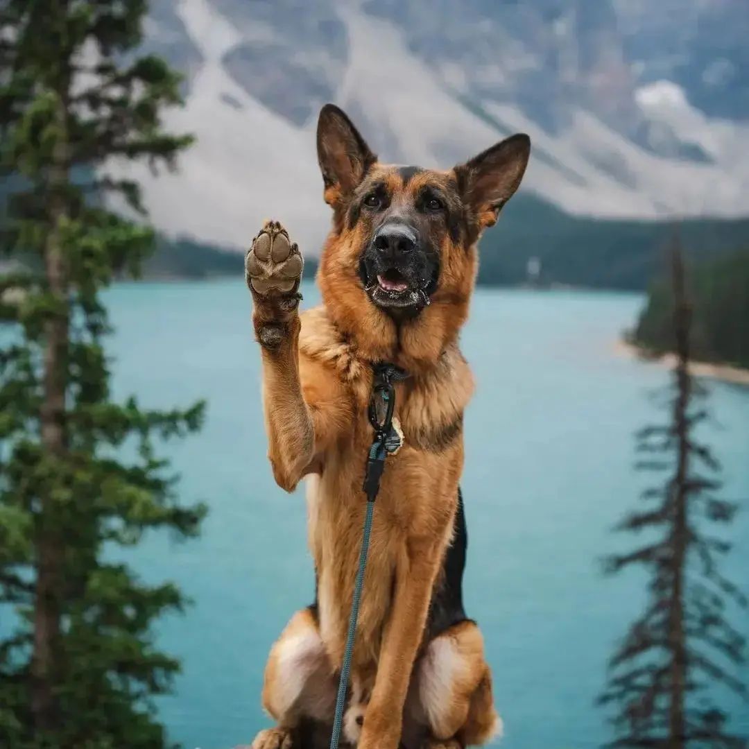 all_about_gsd's tweet photo. Hey there 🥰😎✨
.
.
📸 @shepsinthewild
Follow 👉 @germanshepherd_of.insta 🌟
.
.
#germanshepherdpuppies #germanshepherddogs #germanshepherd_corner #blackgermanshepherd #germanshepherdofig #whitegermanshepherd #thegermanshepherdworld #sablegermanshepherd #gsd https://t.co/t4cxFB5PlR