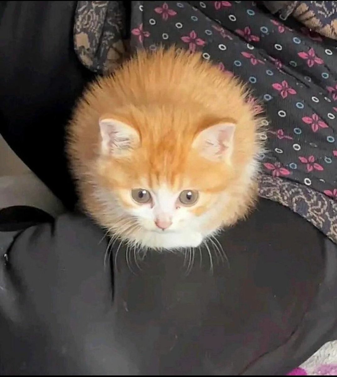 WeAssessCats's tweet photo. https://t.co/hqB0q5WoPY