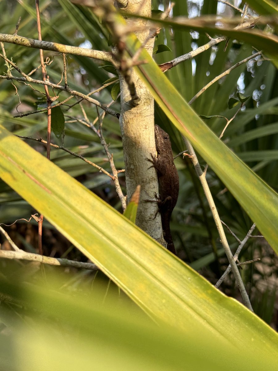 sleepylizardfan's tweet photo. @mbystoma Mostly green and brown anoles down in Florida https://t.co/7fvoeK2HLK