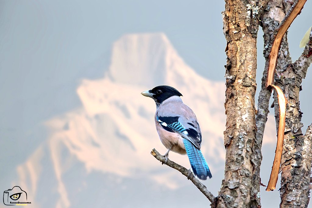 rdrakesh's tweet photo. #BlackHeadedJay enjoys the morning at Chakori. The camera couldn't capture it in one, so enjoy this composite
#IndiAves
#canonphotography @natgeoindia #BBCWildlifePOTD #birds #birding #birdwatching #BirdsSeenIn2023 #TwitterNatureCommunity @ParveenKaswan @Team_eBird https://t.co/qZs6JX0Czg