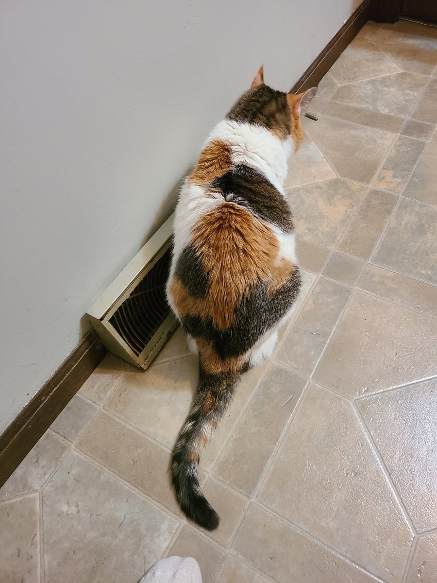 RoguesHouse's tweet photo. It's been between -5 and -15 for 3 days straight, so here's Rogue with her best friend, the heating vent! https://t.co/Zxw8HfAF9K
