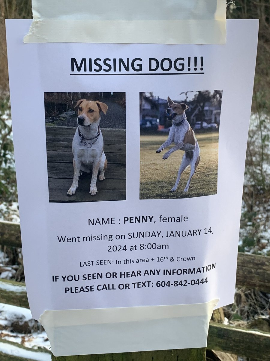DublinIrishPup's tweet photo. Hope they find this pal is kinda 🥶 and she’s a #smoothcoat #lostdog #pacificspirit #dogwalkers 🙏 #repost #findthisdog #Vancouver #dogs #MissingAlert #MissingDogsVancouver https://t.co/M9AzMW3A22