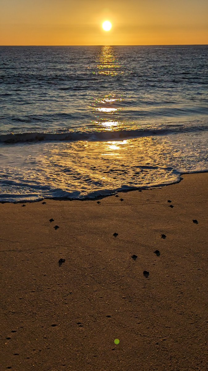 MichelleSchlen6's tweet photo. A very cool evening!!  
I was able to witness them release #turtles from their sanctuary. It had to be precisely at 5:20 p.m.
#turtlerelease 
Timing is everything!! ❣️💎 https://t.co/rPLsmb6Cih