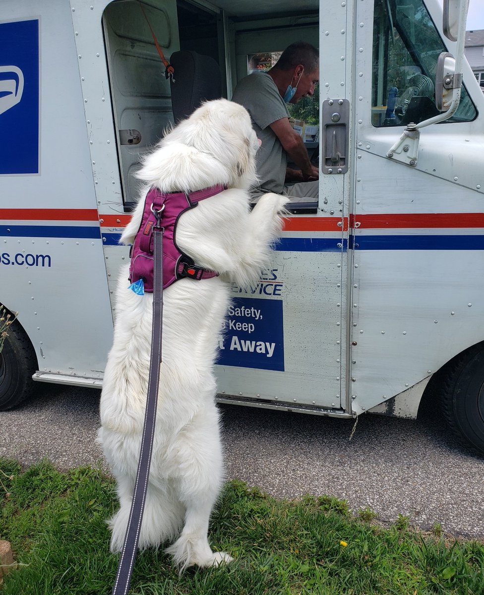 BeautifulBreeds's tweet photo. I thought it said next day delivery https://t.co/kJ182Acd1v