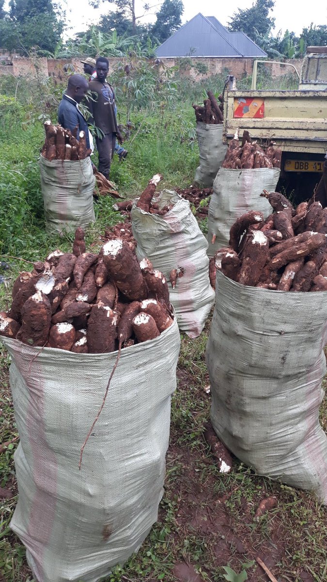 HeightsVictory's tweet photo. Cassava https://t.co/vJbYjvGQAi