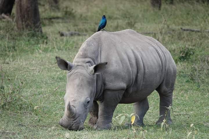 AndrewK_D_256's tweet photo. The bird plays a crucial role to the survival of the Rhino in the ecosystem, and similarly does the Rhino do for the Bird!!!
#EcosystemBalance @ugwildlife @TourismBoardUg @RhinoAfrica @GuideRwandan

#VisitUganda
#ImpressYourselfForLess
#BudgetAdventurer
akizito2015@gmail.com https://t.co/sQbOqbcJm8