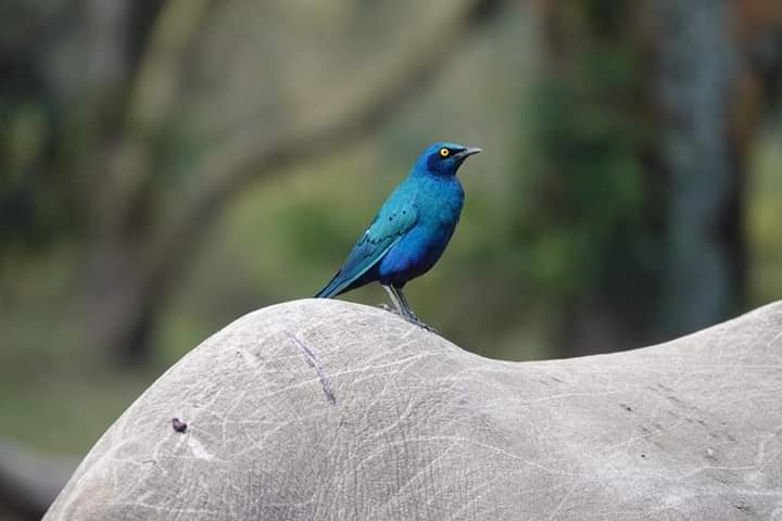 AndrewK_D_256's tweet photo. The bird plays a crucial role to the survival of the Rhino in the ecosystem, and similarly does the Rhino do for the Bird!!!
#EcosystemBalance @ugwildlife @TourismBoardUg @RhinoAfrica @GuideRwandan

#VisitUganda
#ImpressYourselfForLess
#BudgetAdventurer
akizito2015@gmail.com https://t.co/sQbOqbcJm8