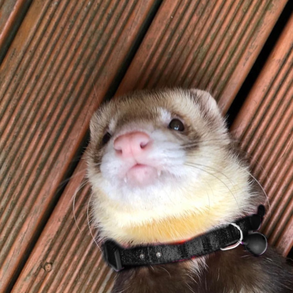 hyunjin as ferrets (@hyunieferrets) on Twitter photo 