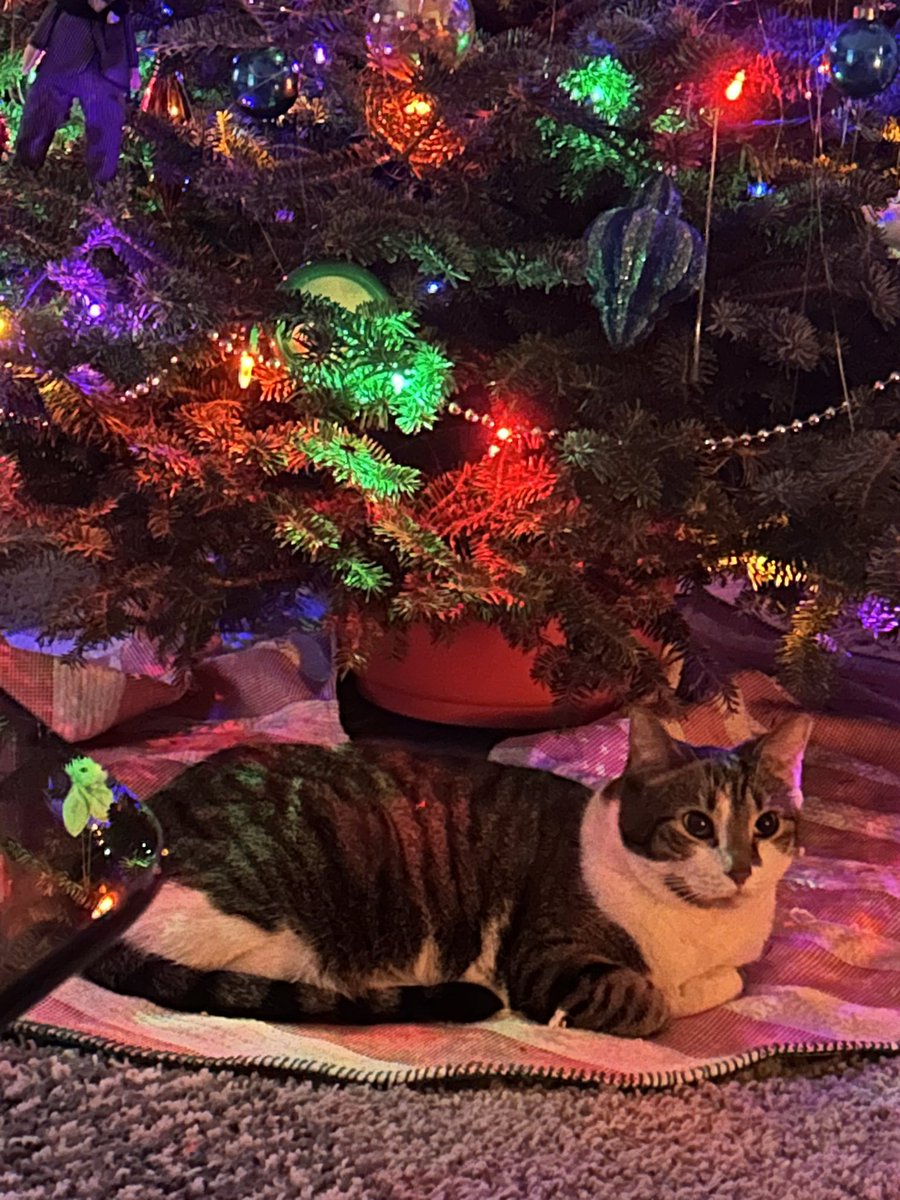 matchabagels's tweet photo. she won’t let us take the tree down https://t.co/Eswo1dFB3o