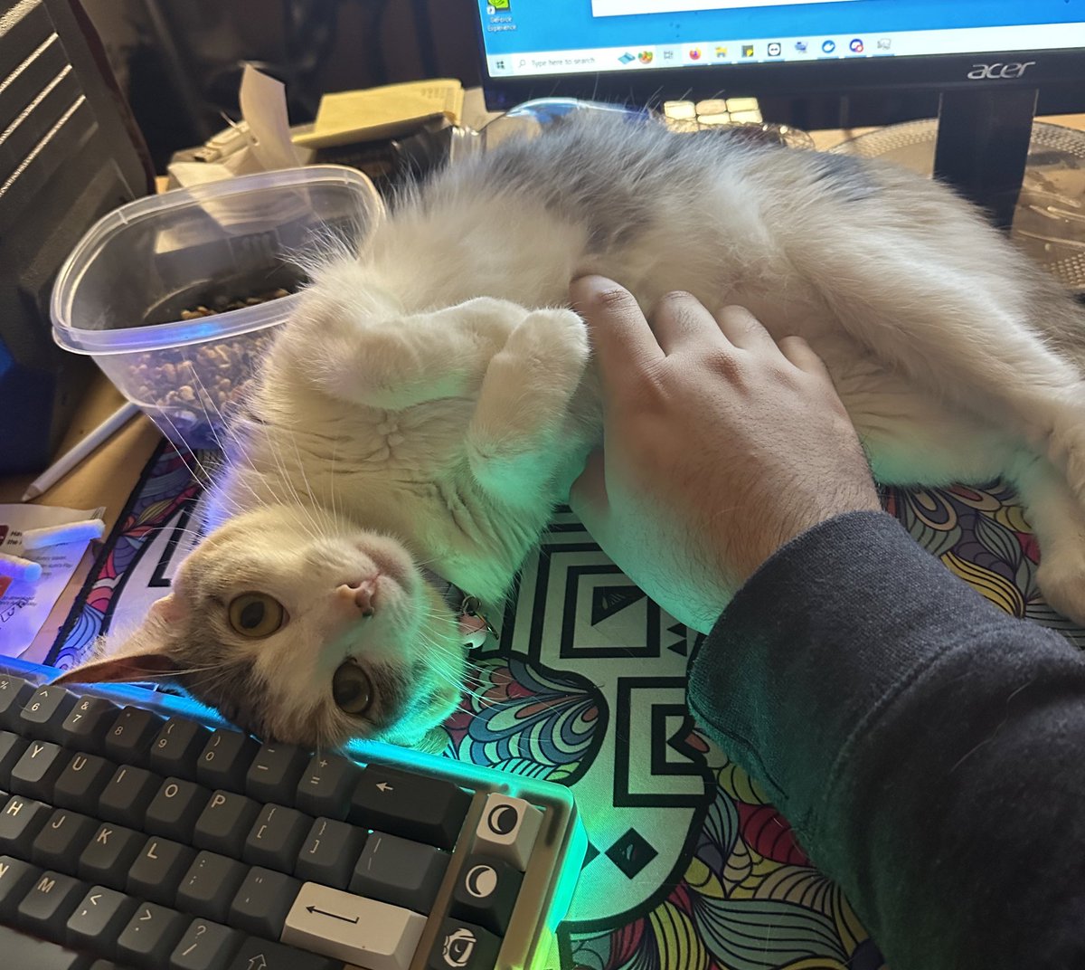 I forgot how Twitter works so here’s a pic of my cat