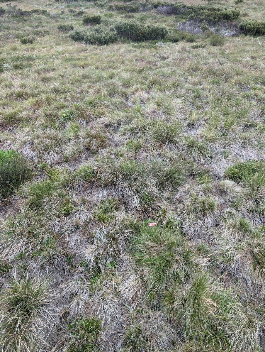 merindie1's tweet photo. Sampling #alpine #invertebrates from #openheathlands #longtermmonitoring
Sun valley Bogong High Plains https://t.co/wmfXBogJC2