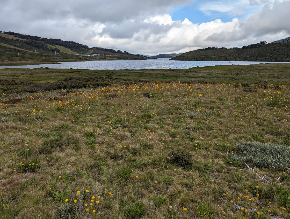 merindie1's tweet photo. Sampling #alpine #invertebrates from #openheathlands #longtermmonitoring
Sun valley Bogong High Plains https://t.co/wmfXBogJC2