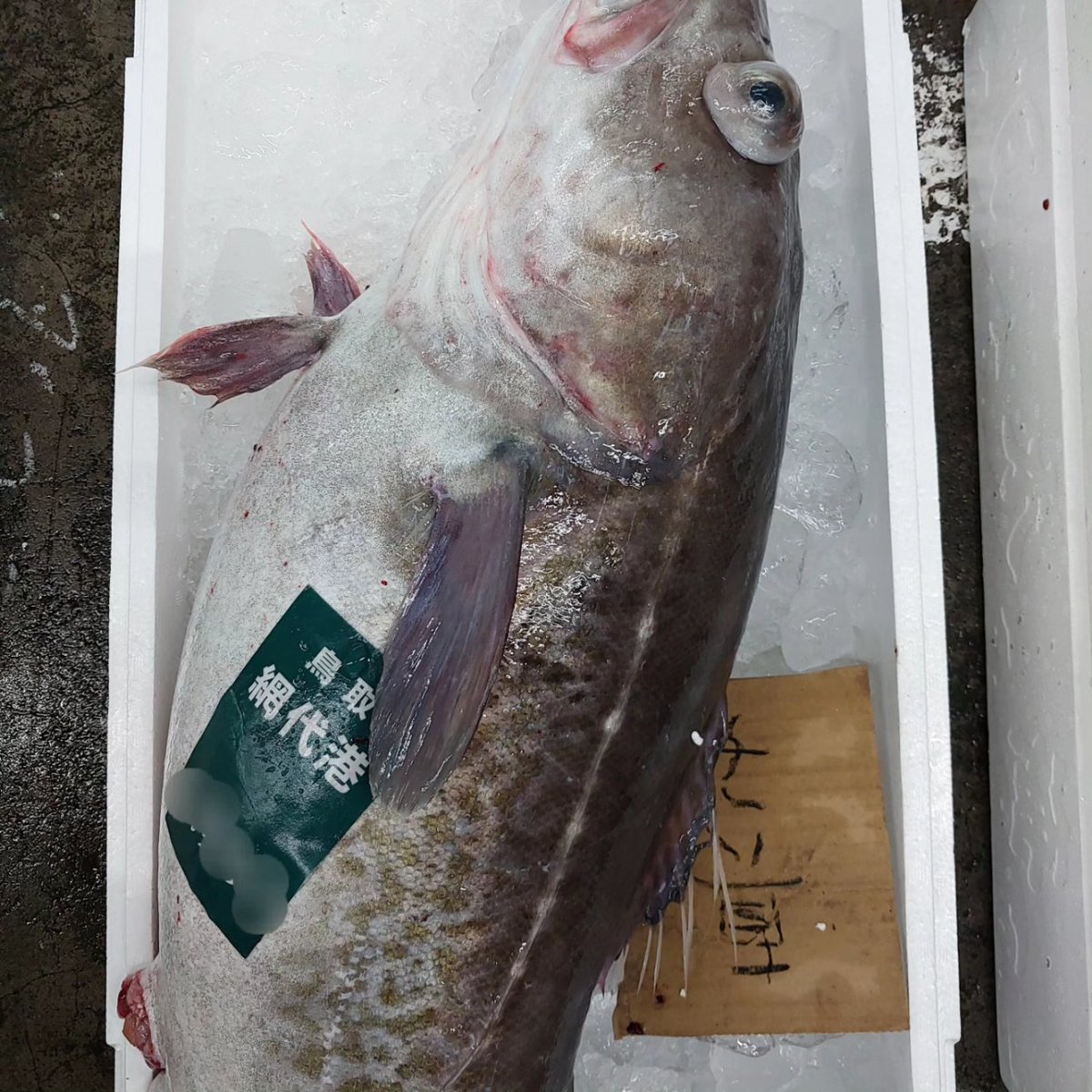 sawasengyo's tweet photo. 今日の網代港(鳥取県岩美町)です。
今日水揚げされた美味しそうな魚さんたちです。
またアップします。

#網代港
#鳥取県網代港
#岩美町網代港
#鮮魚
#大漁
#お庄
#澤鮮魚
#漁港
#競り
#松葉ガニ
#松葉
#かに
#カニ https://t.co/XLfGMWj8VO