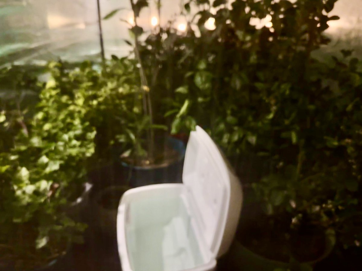 miyashay's tweet photo. Our plant plan for the big stuff on the deck: A plastic greenhouse with all the plants, then a cooler filled with hot water plopped inside. Hopefully enough to keep it above freezing overnight. 🙏🏼🙏🏼
#TexasFreeze #houwx #plantprep https://t.co/n6d5GjLpHJ