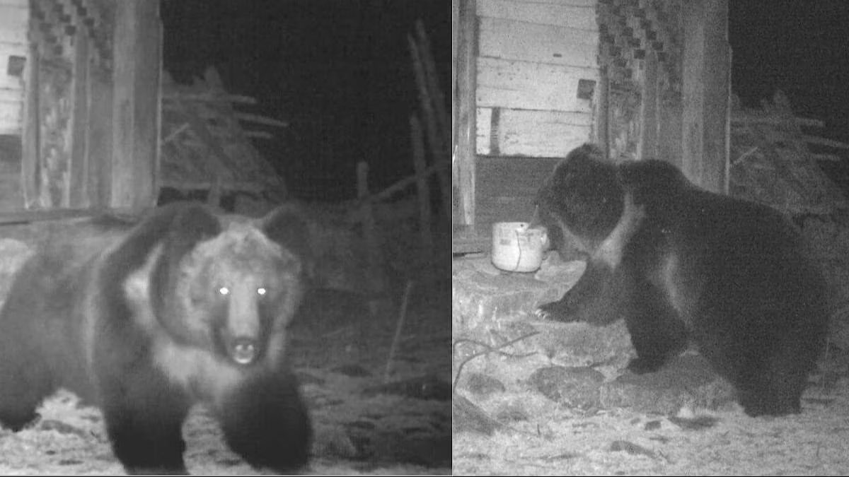 ParveenKaswan's tweet photo. You are seeing first ever picture of rare Tibetan Brown Bear from #India. With this one more sub-species added to the Indian #biodiversity. This rare animal is documented in higher reaches of Sikkim with the joint effort of #Sikkim FD and WWF. So much India yet to be explored. https://t.co/NvMohtXxjT