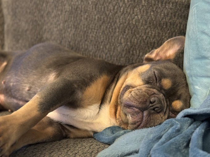 48 hour left with this lil monkey til he goes to his furever home ❤️🐾 my first time as a foster mom <a href="/tag/twittercapri"class="tags"><span>#twittercapri</span></a>