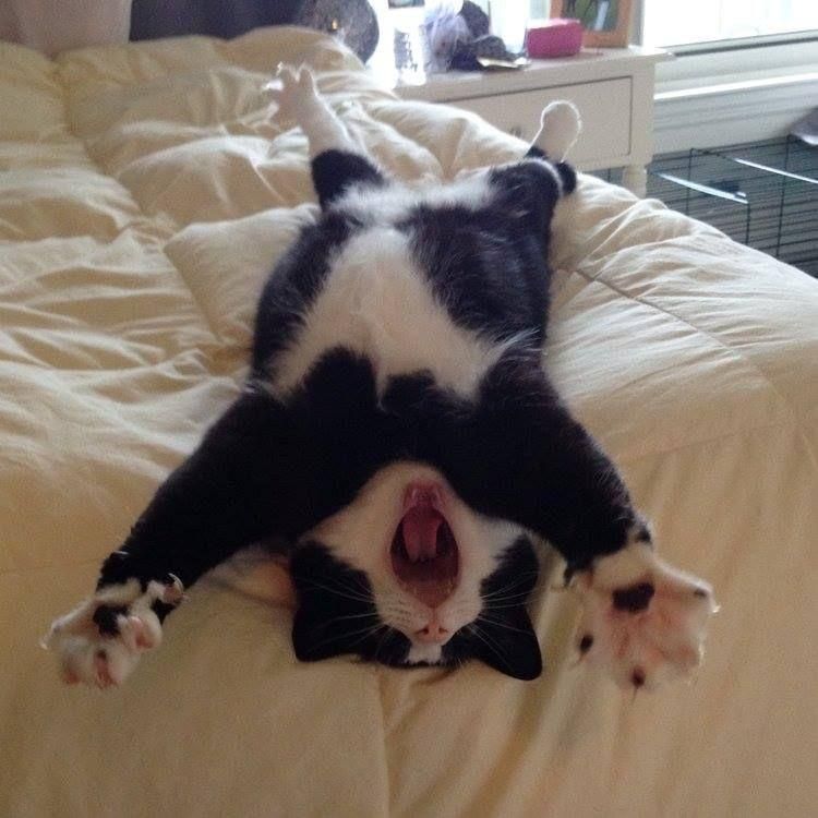cats with powerful impression 🐾 tweet media