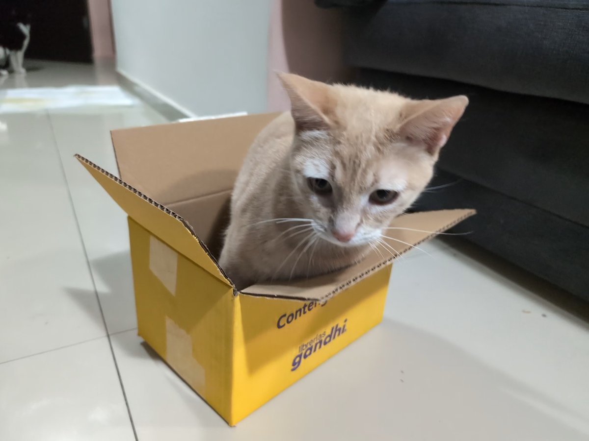 nokrosis's tweet photo. Pedí unos libros. Y @LibreriasGandhi además de enviarme unos separadores me agregó un juguete para el gato. https://t.co/MNeMXDh4Op