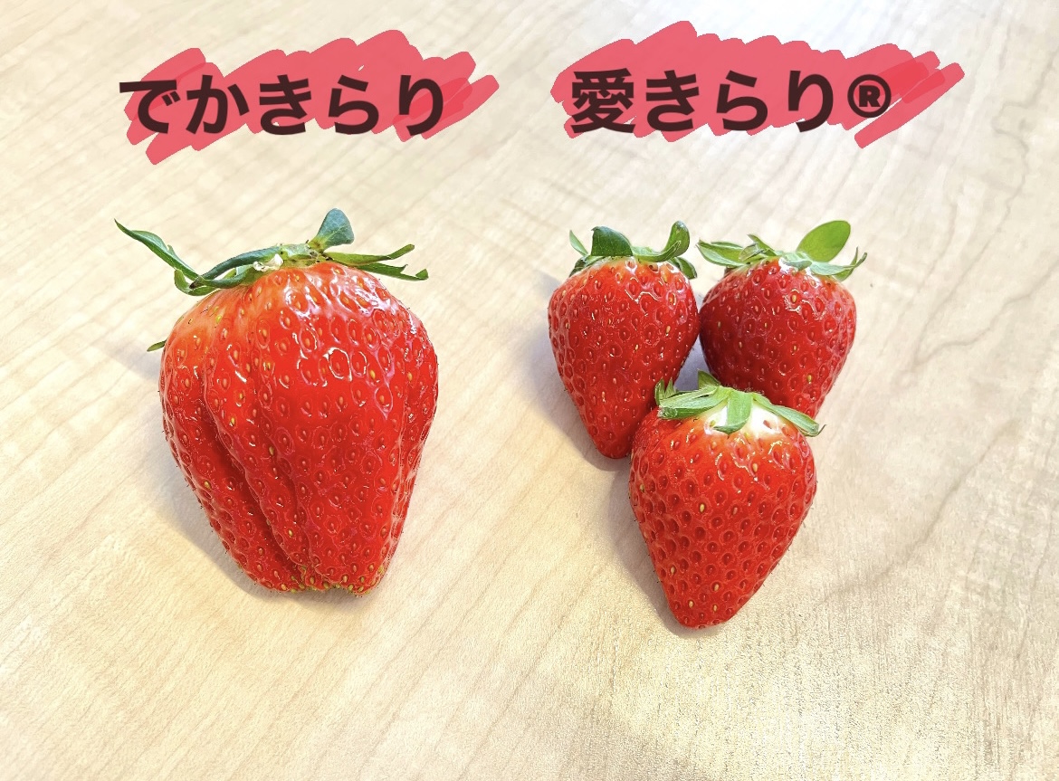 約3倍の大きさ🍓🍓🍓 「でかきらり」販売開始！ ＼ 愛知県の新ブランド