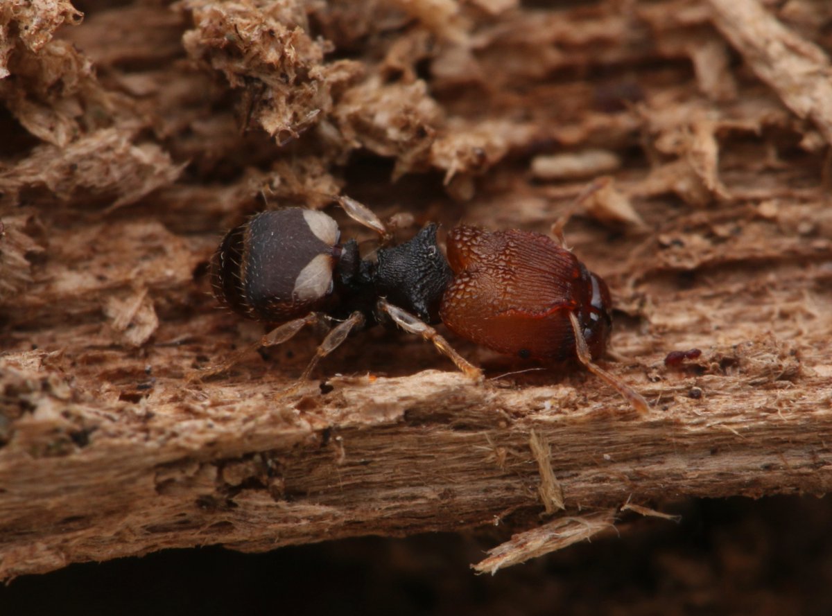 dkwildlife's tweet image. Pheidole sp - Julatten QLD

Undescribed member of the sexispinosa group. Major (left) and minor (right).

#ants #insects #australia