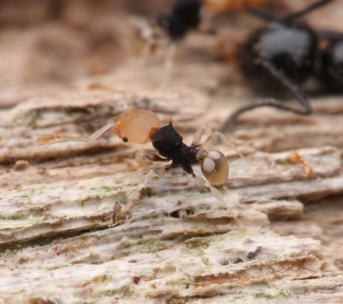 dkwildlife's tweet image. Pheidole sp - Julatten QLD

Undescribed member of the sexispinosa group. Major (left) and minor (right).

#ants #insects #australia
