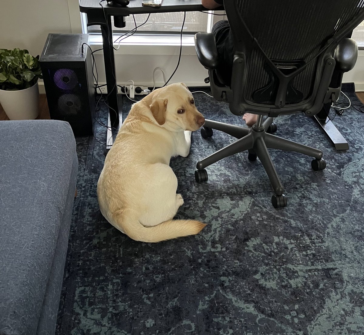 散歩の時間まであと3時間、ここでパパにプレッシャーをかけながら待つそうです。