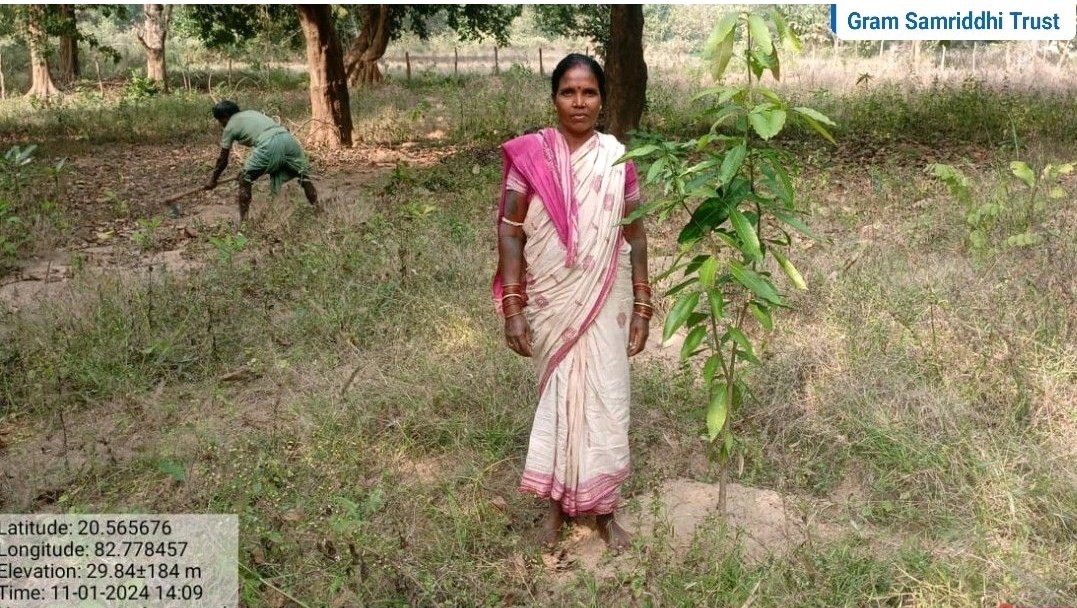 This women farmer has planted 250 Mango, 150 Lemon and 50 Guava saplings 8 months ago under the #Plantation Campaign of #GramSamriddhiTrust to ensure her #livelihood. 
#climatechange #carboncredits #Fruitplants #CSR #Odisha #ClimateCrisis