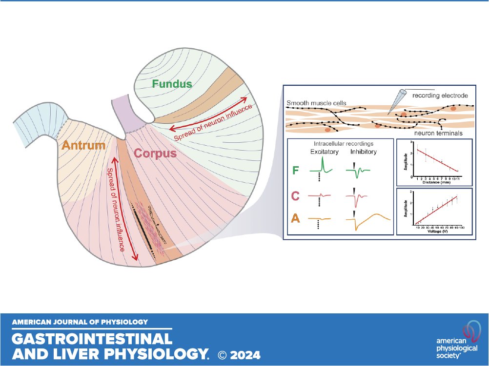 Furness Lab (@thefurnesslab) on Twitter photo 📣Check out our latest paper which provides a detailed mapping of nerve transmission to the circular muscle of the rat stomach! Showing nerve-mediated electrical events are different between regions!
📰➡️doi.org/10.1152/ajpgi.…
<a href="/MadeleineDiNat1/">Madeleine Di Natale</a> <a href="/sparc_science/">SPARC.science</a> <a href="/UniMelbMDHS/">UniMelb MDHS</a> 📣Check out our latest paper which provides a detailed mapping of nerve transmission to the circular muscle of the rat stomach! Showing nerve-mediated electrical events are different between regions!
📰➡️doi.org/10.1152/ajpgi.…
<a href="/MadeleineDiNat1/">Madeleine Di Natale</a> <a href="/sparc_science/">SPARC.science</a> <a href="/UniMelbMDHS/">UniMelb MDHS</a>