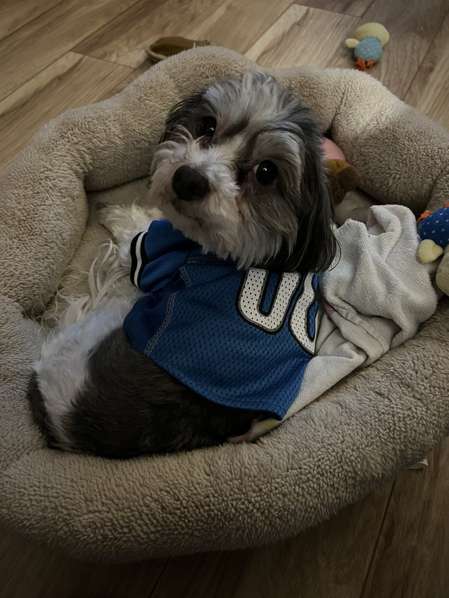 emily_deibert's tweet photo. woohoooo!!! #DetroitLions https://t.co/BJpPiEBt1Q