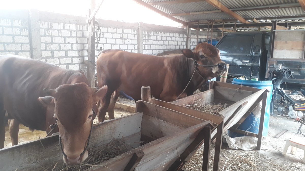 dang gedi ndang lemu le