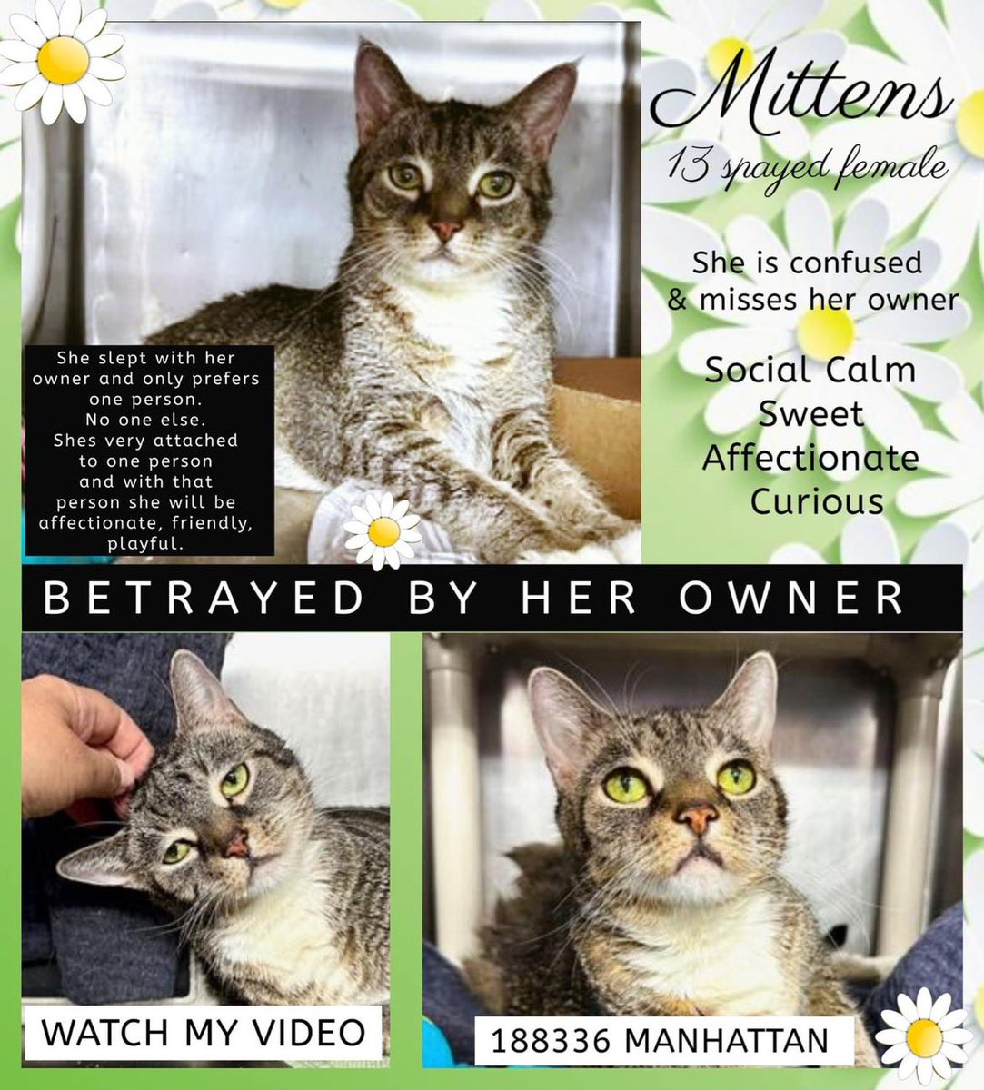 🆘Please RT-adopt-foster! 🆘

Sweet MITTENS is on the “emergency placement” list at #ACCNYC and needs out of the shelter by 12 NOON 1/16! 

#URGENT #NYC #CATS #NYCACC #TeamKittySOS #AdoptDontShop #CatsOfTwitter 
newhope.shelterbuddy.com/Animal/Profile…