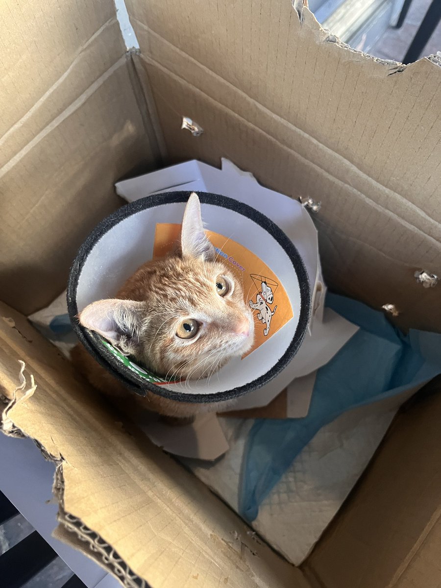 heyralphhey's tweet photo. (Reposting so I can share details)

tl;dr: a stray kitten living in front of SB imperial suites in morato figured in an accident and lost its  tail. Barista took it to the vet but we need to find someone to foster it until it recovers fully. 

ps: double check cars before leaving https://t.co/CUcYItCOca