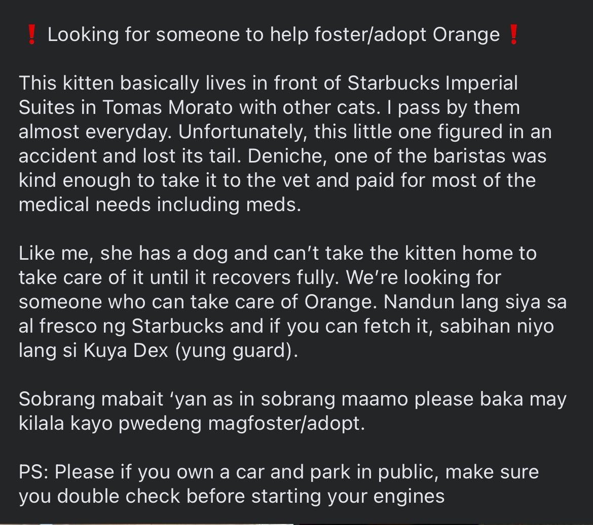 heyralphhey's tweet photo. (Reposting so I can share details)

tl;dr: a stray kitten living in front of SB imperial suites in morato figured in an accident and lost its  tail. Barista took it to the vet but we need to find someone to foster it until it recovers fully. 

ps: double check cars before leaving https://t.co/CUcYItCOca