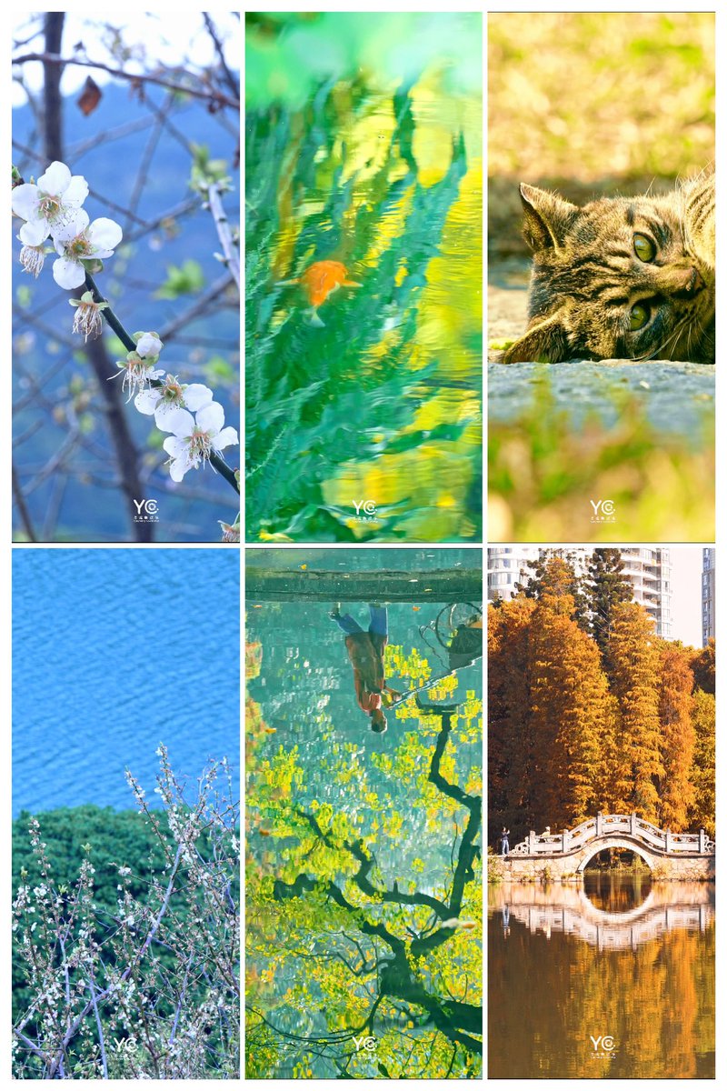 goguangzhou's tweet photo. Color ideas from the reality- The texture of Winter in Guangzhou might bring you a brand new experience for the season.
📍Guangzhou China
📸YC

#photo #photographer #art #写真 #写真が好きな人と繋がりたい #flower #flowerphotography #plant #wallpaper #Monday #paint #nature #naturelover