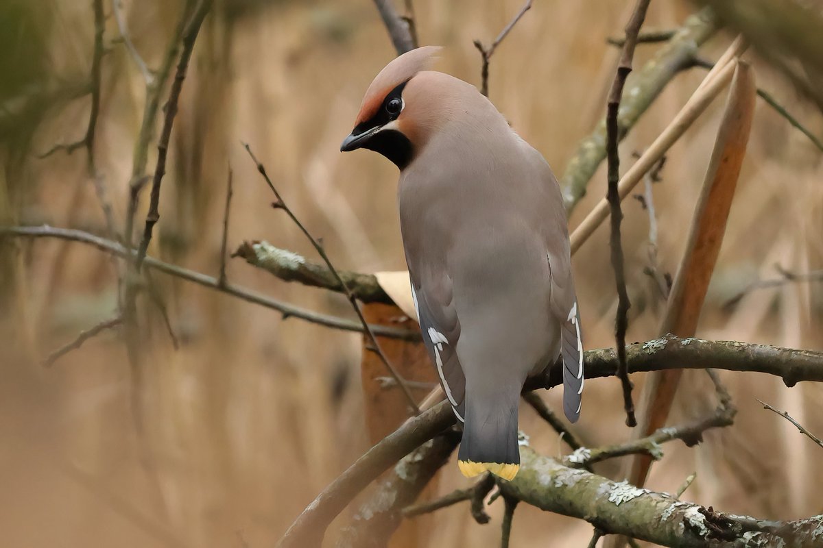 Waxwing #teifimarshes @BBCSpringwatch @birdwatchingmag @VisitPembs