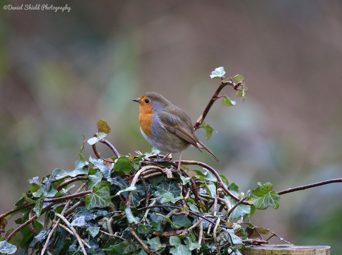DanielShield95's tweet photo. A wee robin Contemplating his next move. 
Taken at @RSPBLeightonM 

#TwitterNatureCommunity 
#birdphotography #birdwatching #BirdsOfTwitter #NaturePhotography https://t.co/O0bBBBTmYu