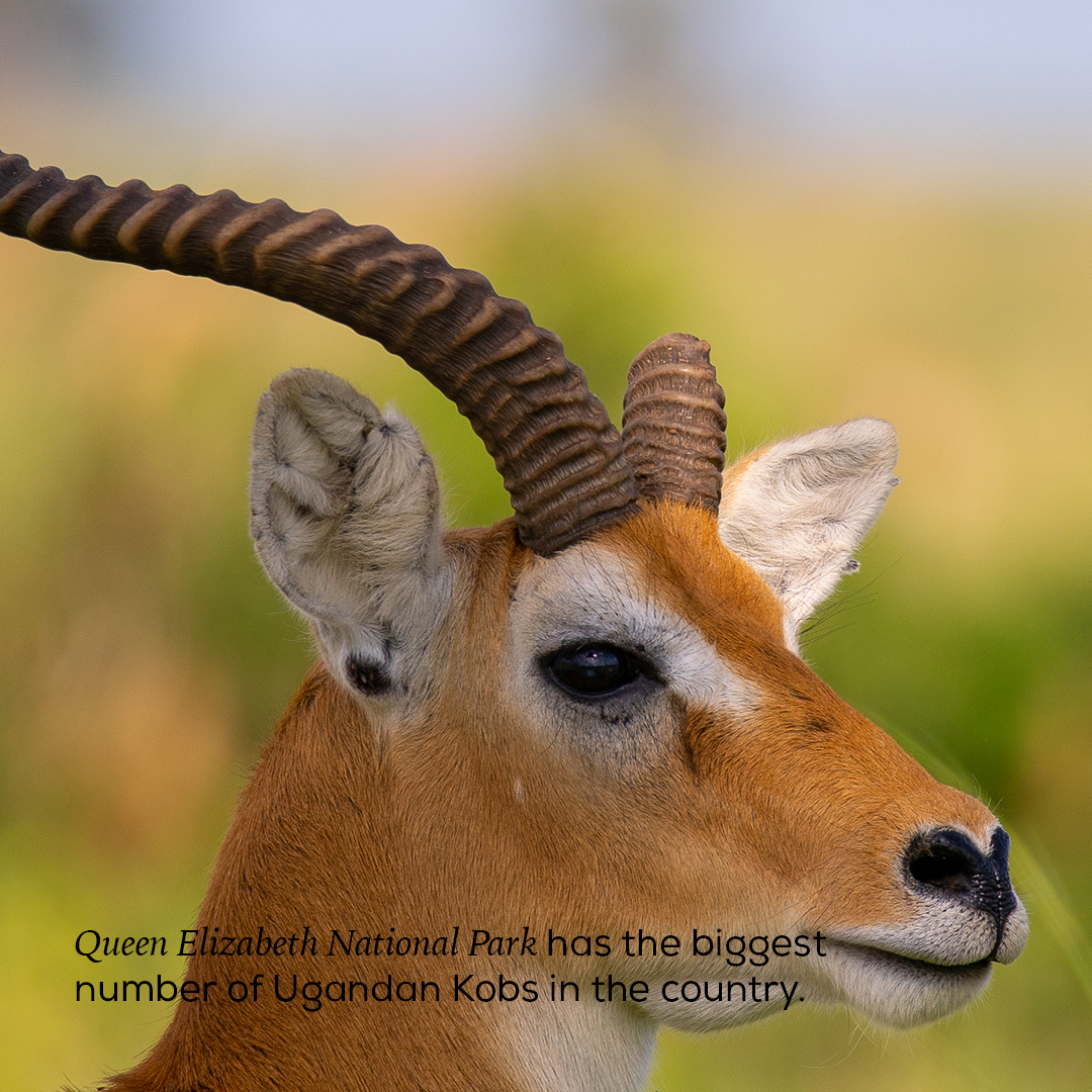 NobilityTourstr's tweet photo. @ugwildlife Journey in the heart of Uganda's wilderness at Queen Elizabeth National Park. Rediscover the beauty of our own backyard and embrace the allure of domestic tourism.  #ExploreLocal #QueenElizabethNationalPark #UgandaUnveiled #NAMSummitUg2024 https://t.co/DdABBo0qG5