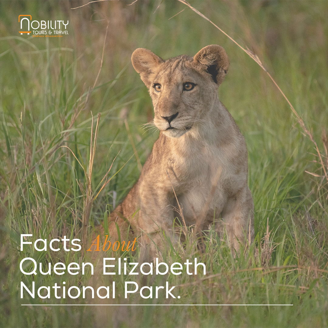 NobilityTourstr's tweet photo. @ugwildlife Journey in the heart of Uganda's wilderness at Queen Elizabeth National Park. Rediscover the beauty of our own backyard and embrace the allure of domestic tourism.  #ExploreLocal #QueenElizabethNationalPark #UgandaUnveiled #NAMSummitUg2024 https://t.co/DdABBo0qG5