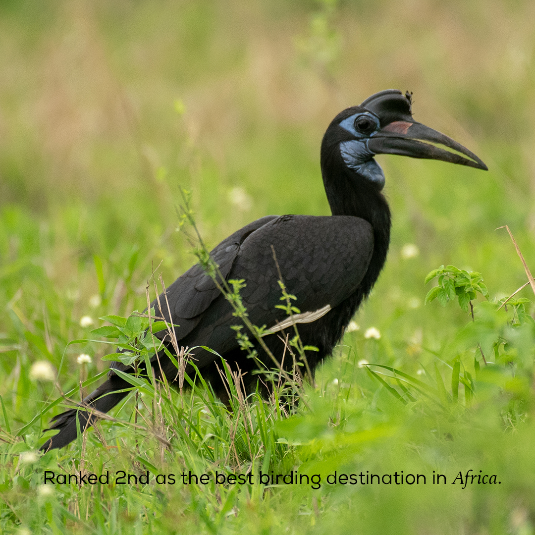 NobilityTourstr's tweet photo. @ugwildlife Journey in the heart of Uganda's wilderness at Queen Elizabeth National Park. Rediscover the beauty of our own backyard and embrace the allure of domestic tourism.  #ExploreLocal #QueenElizabethNationalPark #UgandaUnveiled #NAMSummitUg2024 https://t.co/DdABBo0qG5