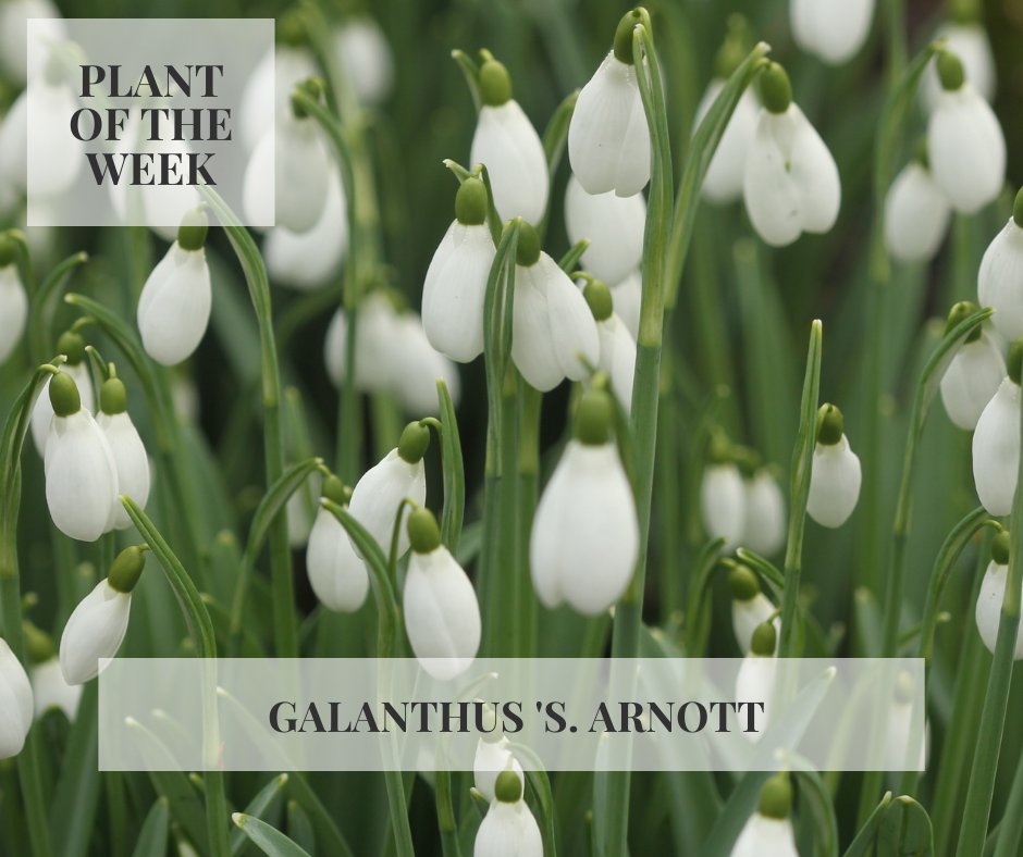Our Plant of the Week is Galanthus 'S. Arnott. Tall, sturdy and fast to increase, Galanthus 'S. Arnott' is one of the best snowdrops for beginner collectors. The sweetly scented flowers are big, bold and weather-resistant, giving many weeks of interest.