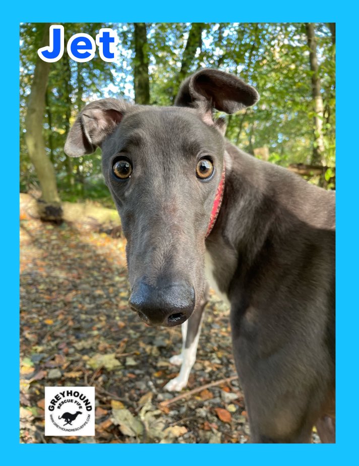 GreyhoundRFife's tweet photo. How can U resist a #Bluehound on #BlueMonday? Meet our stunning coated, #Greyhounds who will make u smile. Who will make wonderful companions & amazing
pets.Indigo (2), Jet (3), Magic (2) & Sky (5) are at Greyhound Rescue Fife call Celia for details 07826244765 #k9hour #Smile https://t.co/SK4AxN5Olg