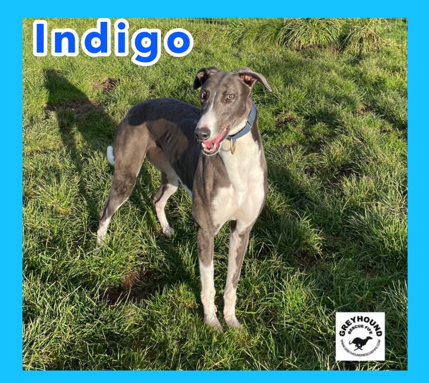GreyhoundRFife's tweet photo. How can U resist a #Bluehound on #BlueMonday? Meet our stunning coated, #Greyhounds who will make u smile. Who will make wonderful companions & amazing
pets.Indigo (2), Jet (3), Magic (2) & Sky (5) are at Greyhound Rescue Fife call Celia for details 07826244765 #k9hour #Smile https://t.co/SK4AxN5Olg