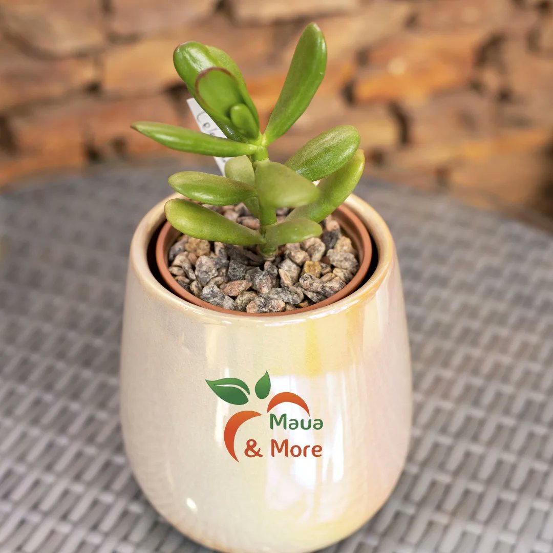 MauaAndMore's tweet image. No more Monday blues when you've got this lucky charm by your side! Jade plants, not only gorgeous with their plump, vibrant leaves, are said to attract prosperity &amp;amp; good fortune. 

#jadeplants #moneyplant #goodvibes #luckyplants #greenery #mondaymotivation #prosperity #abundance