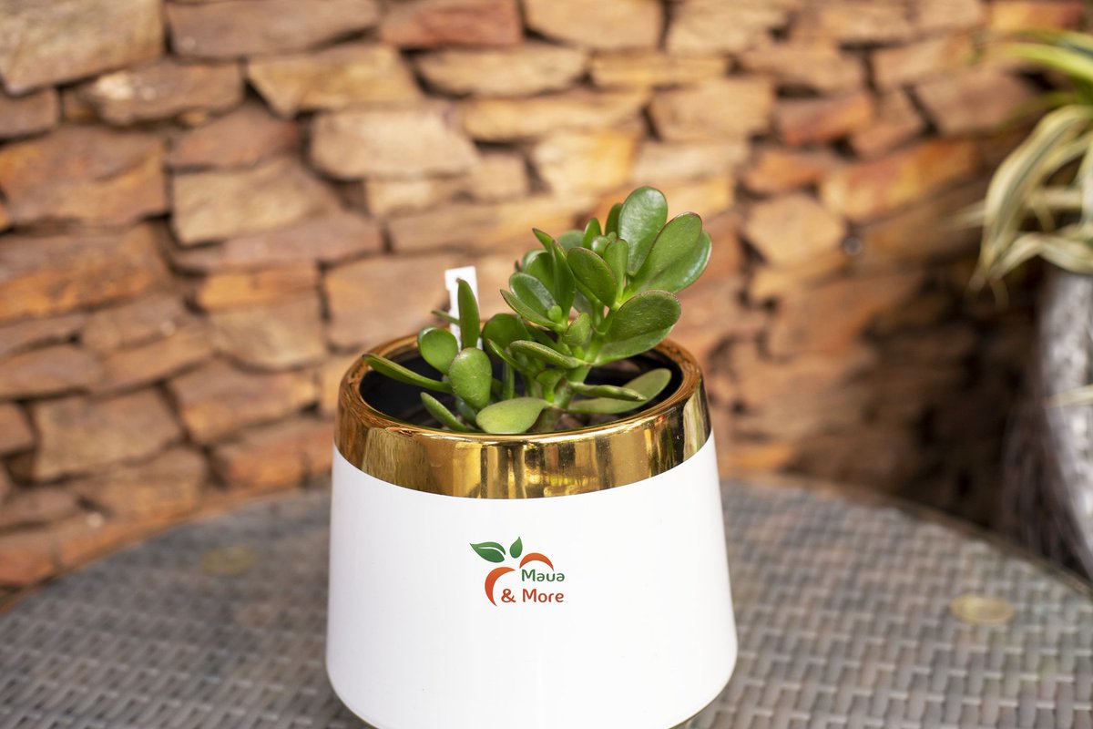MauaAndMore's tweet image. No more Monday blues when you've got this lucky charm by your side! Jade plants, not only gorgeous with their plump, vibrant leaves, are said to attract prosperity &amp;amp; good fortune. 

#jadeplants #moneyplant #goodvibes #luckyplants #greenery #mondaymotivation #prosperity #abundance